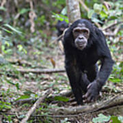 Chimpanzee Male Walking Tanzania Poster