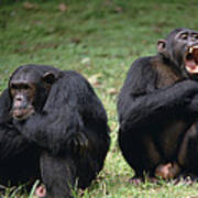 Chimpanzee Pair Interacting Gombe Stream Poster