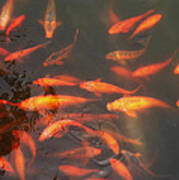 China Gold Fish Poster