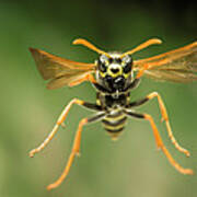 Chinese Paper Wasp Poster