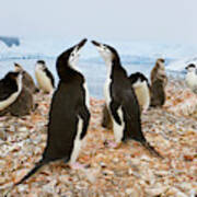 Chinstrap Penguin Colony At Spigot Point Poster
