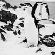 Chinstrap Penguin With Wings Outstretched Cooling On Hannah Point Antarctica Poster