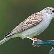 Chipping Sparrow Poster