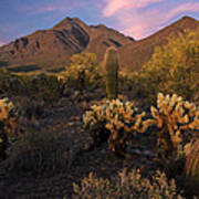 Cholla Cactus At Mcdowell Mountains Poster