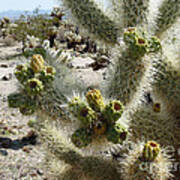 Cholla Garden Poster