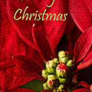 Christmas Poinsettia Poster