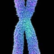 Chromosome Poster