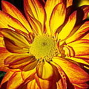 Chrysanthemum 2 Poster