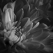 Chrysanthemum - 4 Poster
