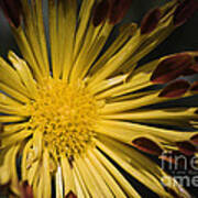 Chrysanthemum Poster