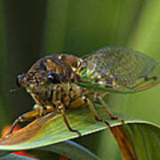 Cicada Poster