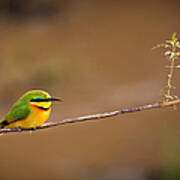 Cinnamon-chested Bee-eater Poster