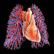 Circulatory System Of Heart And Lungs Poster