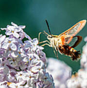 Clearwing Hummingbird Moth Poster