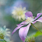 Clematis Poster