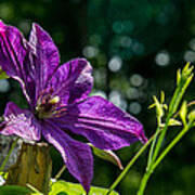 Clematis Greating The Morning Sun 1 Poster