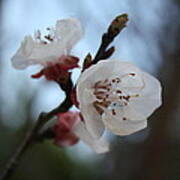 Close Up Apricot Blossom In Pastel Shades Poster