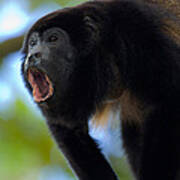 Close-up Of A Black Howler Monkey Poster