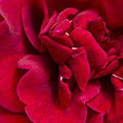 Close Up Of A Bright Red Rose Poster