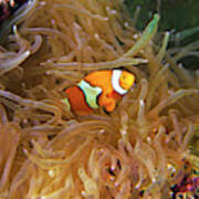 Close Up Of A Clown Fish In An Anemone Poster