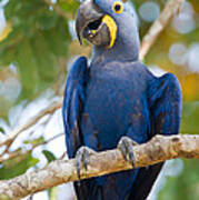 Close-up Of A Hyacinth Macaw Poster