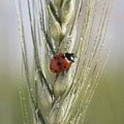 Close Up Of A Ladybug Coccinellidae On Poster