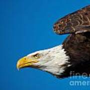 Close-up Of An American Bald Eagle In Flight Poster
