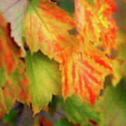 Close Up Of Colourful Leaves Changing Poster