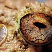 Close-up Of Common Big-headed Rain Frog Poster