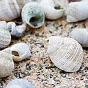 Close-up Of Seashells, West Coast Poster