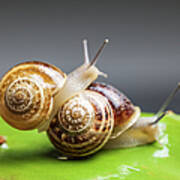 Close Up Of Two Snails Matting Poster