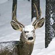 Close Up Of Winter Buck Poster