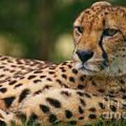 Close-up Portrait Of A Cheetah Poster