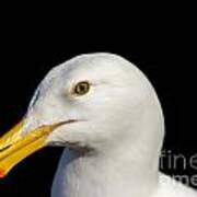 Closeup Isolated Seagull Head Poster