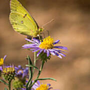 Clouded Sulphur Butterfly 3 Poster