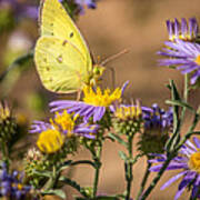 Clouded Sulphur Butterfly 4 Poster