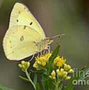 Clouded Sulphur Poster