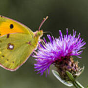 Clouded Yellow Butterfly Feeding Poster