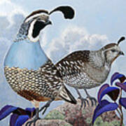 Cloudy California Quail Poster