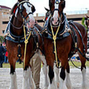 Clydesdales 3 Poster