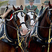 Clydesdales Poster