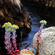 Coastal Wildflower On Big Sur Poster