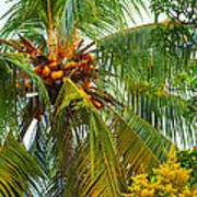 Coconut Palm In Tropical Garden Poster