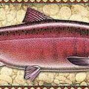 Coho Salmon Spawning Panel Poster