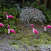 Cold Pink Flamingos Poster