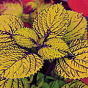 Coleus Plant Poster