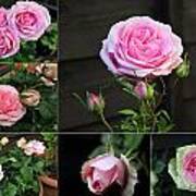 Collage Pink Pot Rose Poster