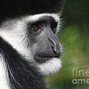 Colobus In Thought Poster