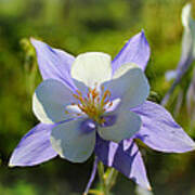 Colorado Columbine Poster