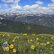 Colorado Wildflower Images - Wildflowers With Winter Park In The Poster